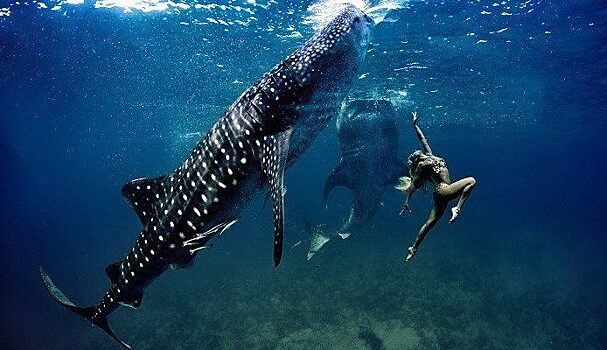 Акулы — ужасающие, таинственные и невероятные!