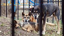 Родные едва не убитой собаками Татьяны Лоскутниковой требуют наказать виновных