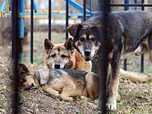 Родные едва не убитой собаками Татьяны Лоскутниковой требуют наказать виновных