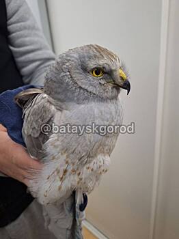 Соцсети: Батайчанка обнаружила степную птицу у своего подъезда