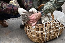 В Кирове будут работать мобильные пункты вакцинации животных
