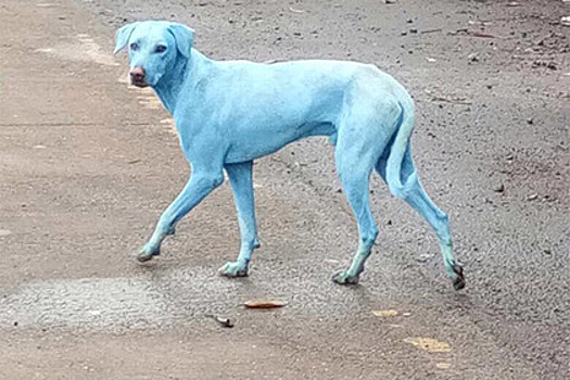 В Индии раскрыли тайну появления голубых собак