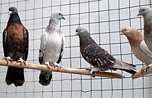 Прокуратура заинтересовалась уничтожением голубятни в Петербурге