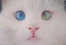 Кота с разноцветными глазами продают за ₽530 тысяч