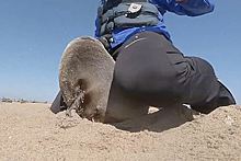 Мужчина спас тюленя, рискуя гениталиями