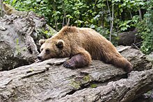 Как выжить, если в лесу вы повстречали медведя