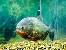 Пираньи устроили кровавый пир из туристов на популярном курорте