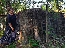 Петрозаводчанка восстанавливает могилу великого русского лингвиста