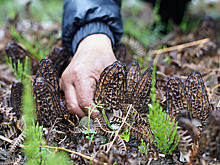 Россиянам посоветовали собирать не уступающий белым и трюфелям весенний гриб