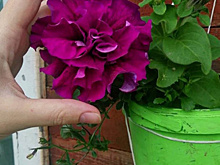 Завораживающая петуния с огромными цветками. Шикарный сорт!