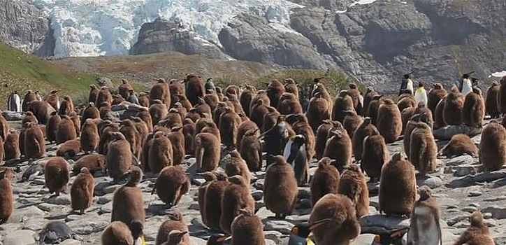 На фото среди пингвинов затерялся бурый медведь. Но найти огромного зверя мало кому под силу