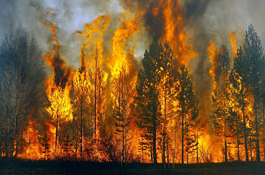 В Минприроды заявили о сокращении числа пожаров в сибирских заповедниках