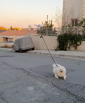 На видео показали, как дрон «выгуливает» собаку