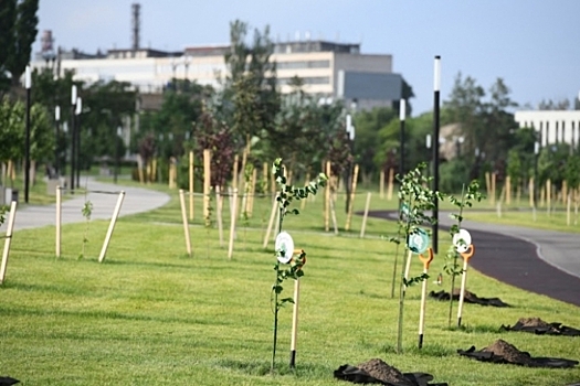 В Волгоградской области высадили свыше 400 тысяч деревьев