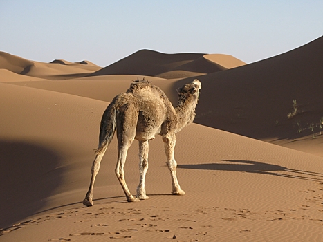 Раскрыт секрет выносливости арабских одногорбых верблюдов