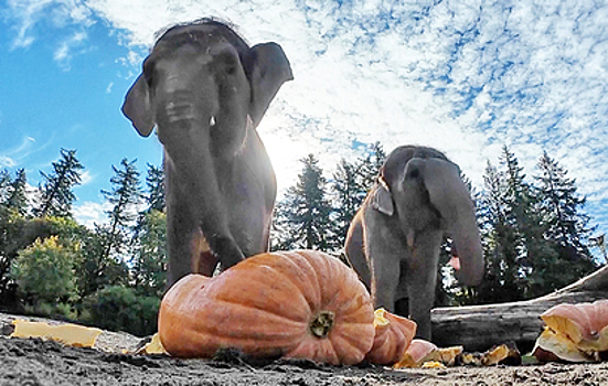 Сезон осенних угощений наступил для питомцев американских зоопарков