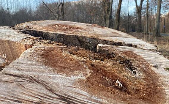 В Курске на Боевке спилили 46 аварийных деревьев