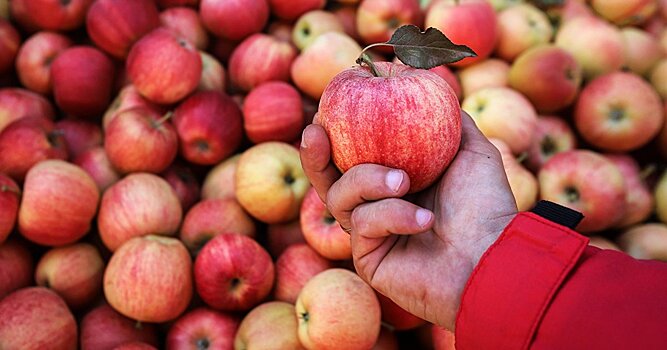 17 потрясающих рецептов с яблоками: от пирога «тарт татен» до поджаренного бекона (The Guardian, Великобритания)