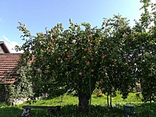 Грибковый апокалипсис: как опавшие осенью яблоки могут погубить весь сад весной