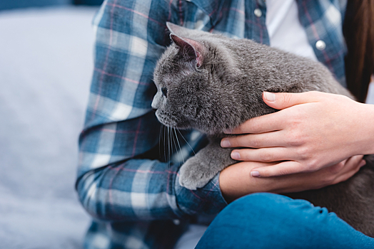 Кот нашел опухоль у хозяйки раньше врачей