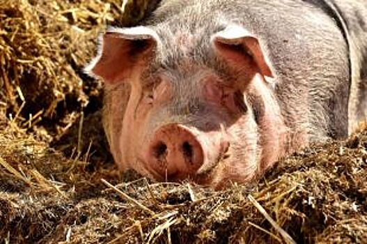 Регионы Сибири приняли превентивные меры в связи с африканской чумой свиней в Омске