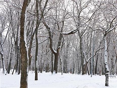 Суд вернул леса Самары в федеральную собственность
