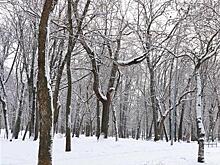 Суд вернул леса Самары в федеральную собственность