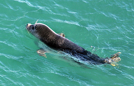 Тюлени, спасенные в Приморском крае, вернулись в море