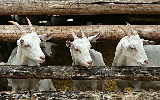 Как защитить коз от поствакцинальных осложнений после прививки сибирской язвы