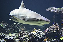 Аквалангист отделался поцелуем при встрече с акулой