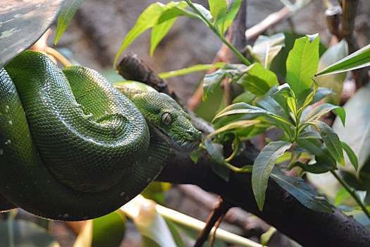 Почему страх змей передаётся от родителей и как его преодолеть? Расскажем в подкасте