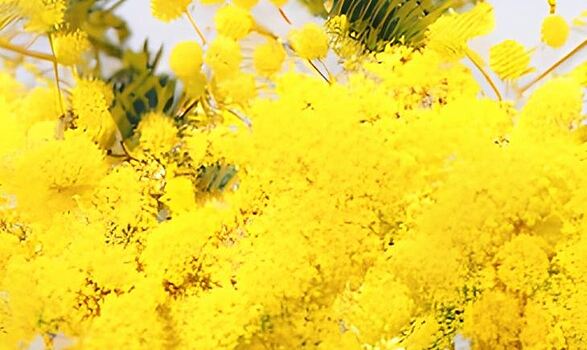 К 8 марта цены на мимозы в Италии шокировали покупателей