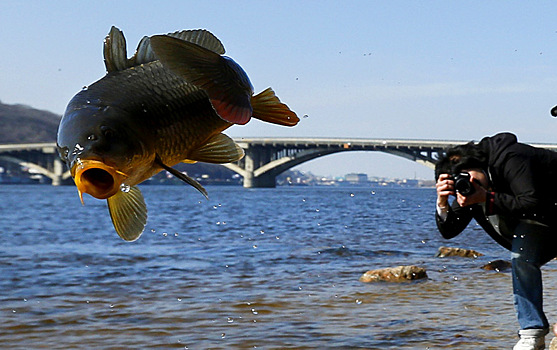 Более 4 тонн рыбы выпущено в реку Днепр в Киеве во Всемирный день водных ресурсов. 2017 г