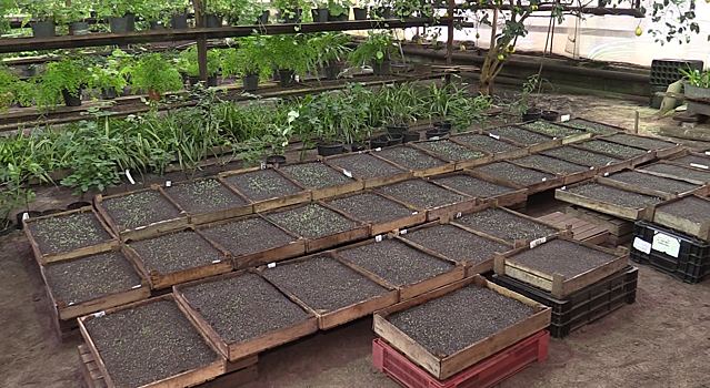 Тысячи растений высадят весной на городские клумбы в Дубне