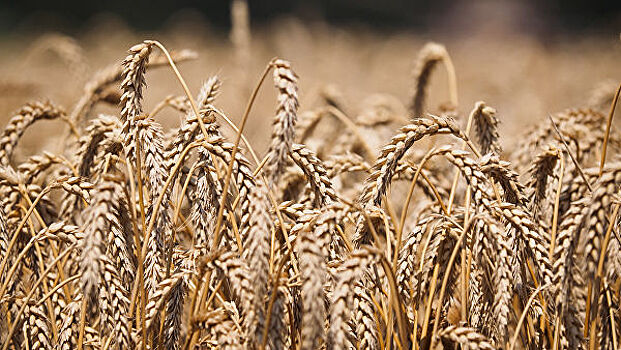 Глобальное потепление сделает пшеницу более урожайной, но менее вкусной