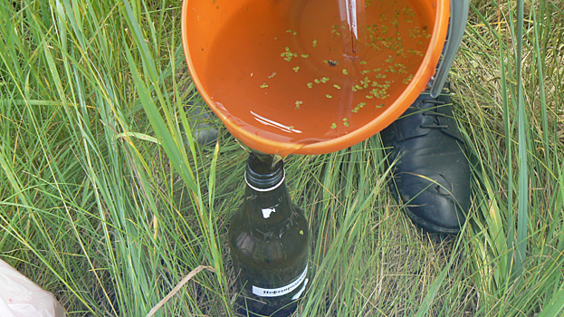 В минприроды объяснили обилие водорослей в Зеркальном пруду на территории Саратова