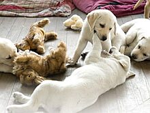 Парень рискнул своей жизнью, чтобы спасти щенка