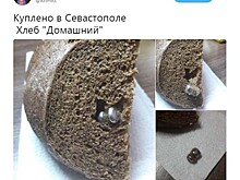 Пашинин был задержан в аэропорту Вены при попытке провезти труп собаки