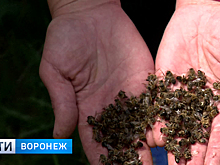В Воронежской области на пасеках массово гибнут пчёлы