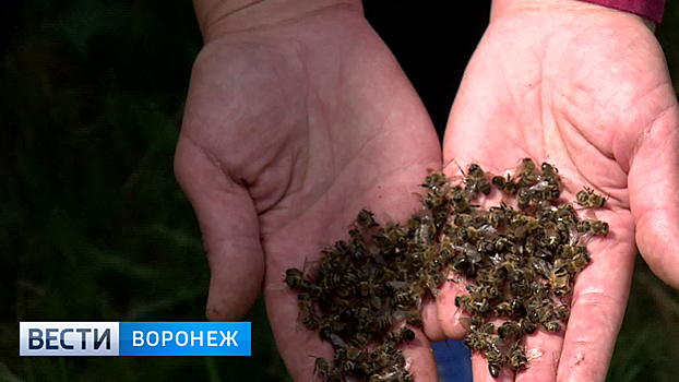 В Воронежской области на пасеках массово гибнут пчёлы