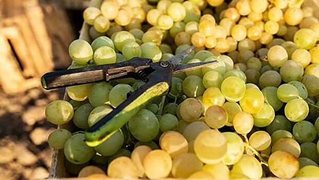 Кубань увеличила урожайность винограда почти на 6%