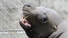 Морской лев попрошайка попал на видео