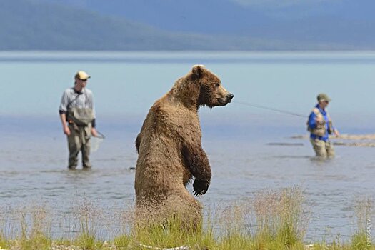 На Байкале медведь вытеснил туристов из лагеря, съел их припасы и лег поспать