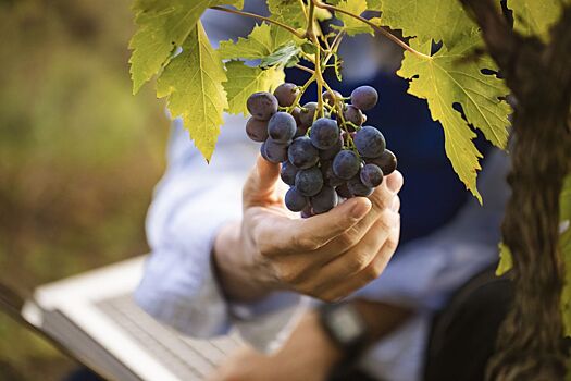 Учёные рассказали, как виноград влияет на мышечную силу