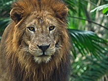 В Гватемале лев загрыз смотрителя и сбежал из клетки