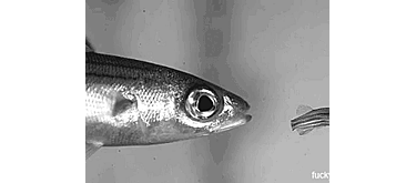 Госдума заинтересовалась ветеринарными правилами аквакультуры