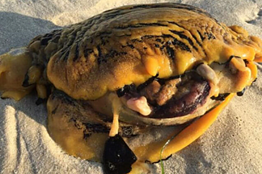 Загадочное существо на пляже оказалось «убийцей собак»