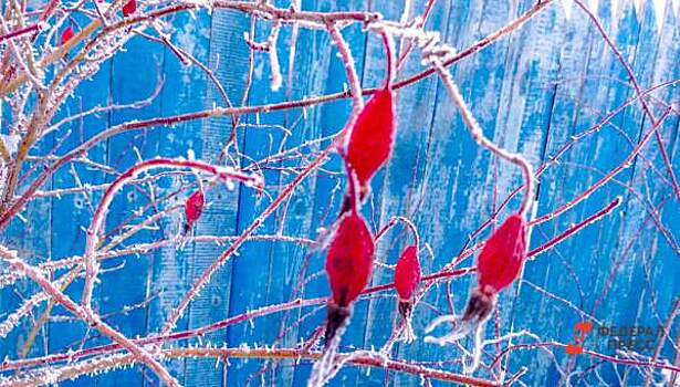 На Ямал надвигаются морозы