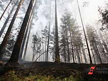 Запрет на посещение лесов продлили в Шадринске