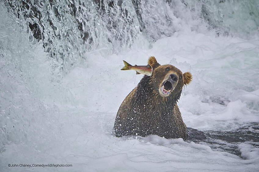 «Этот лосось решил ударить медведя по морде, а не быть обедом».
